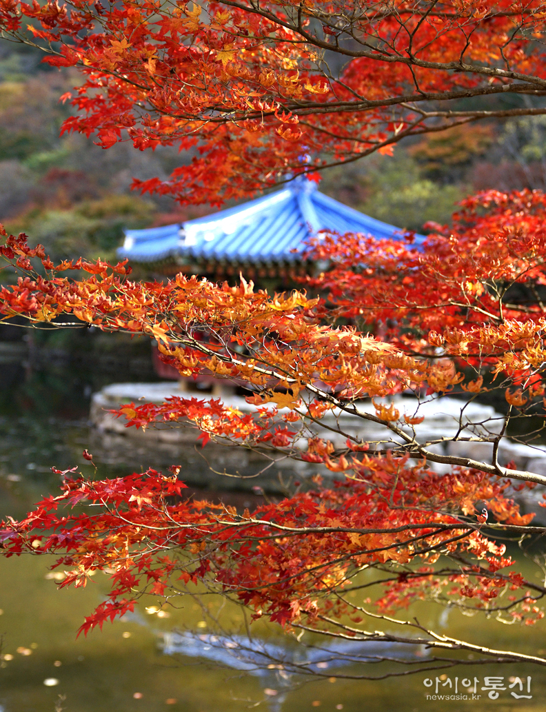 <전라북도 정읍, <strong> "조선 8경, 정읍 내장산 단풍, 빛에 물들어(우화정)"</strong>> 김광부 기자