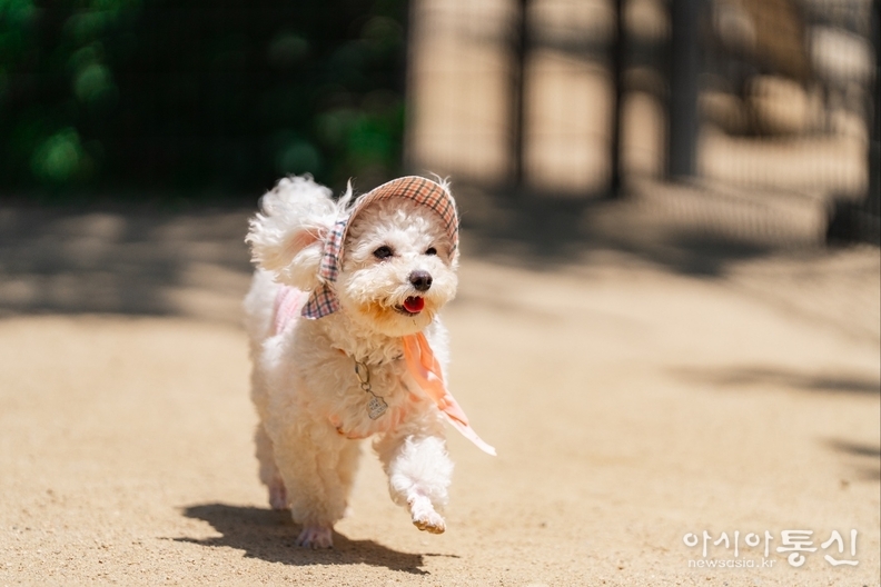 반려견과 더불어살기 사진