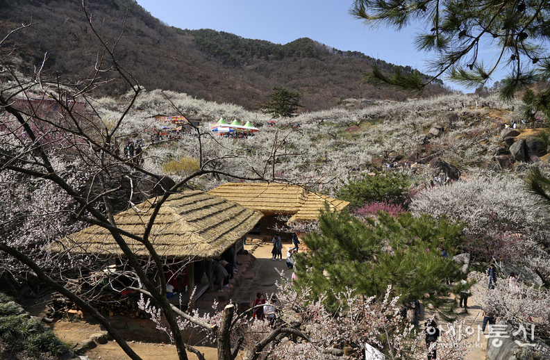 <전남 광양시, <strong>"전국 최대규모 ! 매화꽃이 한가득 ~ 섬진강 매화마을"</strong>> 김광부 기자
