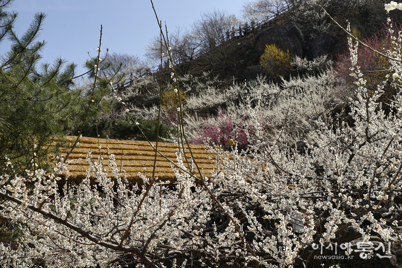 <전남 광양시, <strong>"전국 최대규모 ! 매화꽃이 한가득 ~ 섬진강 매화마을"</strong>> 김광부 기자