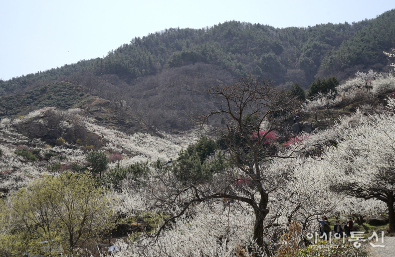 <전남 광양시, <strong>"전국 최대규모 ! 매화꽃이 한가득 ~ 섬진강 매화마을"</strong>> 김광부 기자