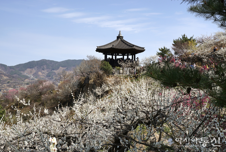 <전남 광양시, <strong>"전국 최대규모 ! 매화꽃이 한가득 ~ 섬진강 매화마을"</strong>> 김광부 기자