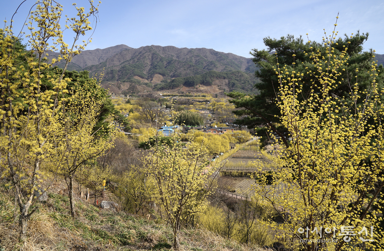 <전남 구례군,<strong> "우리나라 최대의 산수유꽃 군락지, 구례 산수유마을"</strong>> 김광부 기자