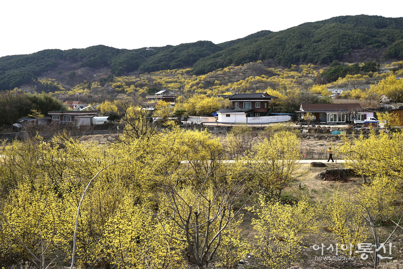 <전남 구례군, <strong>"계곡따라 ~ 마을따라 노오~란 물결 가득한, 구례 산수유마을</strong>"> 김광부 기자