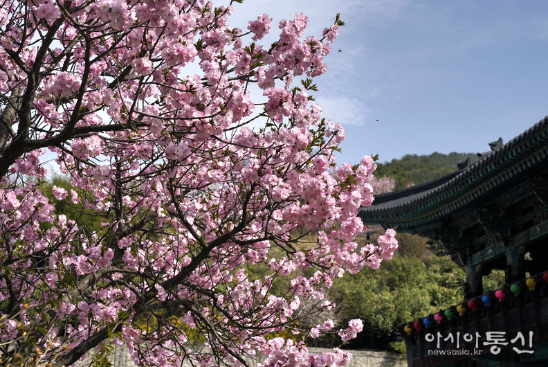 <충남 천안시, <strong>"겹벚꽃과 수양벚꽃이 흐드러지게 핀 천안 각원사</strong>"> 김광부 기자