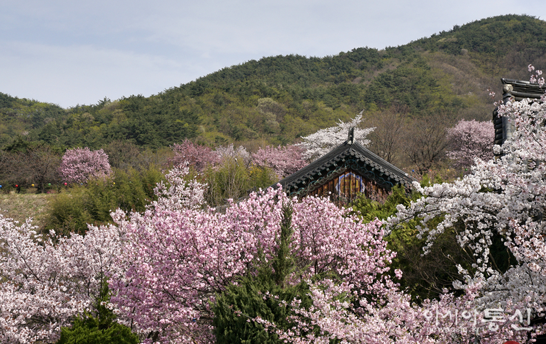 <충남 천안시, <strong>"겹벚꽃과 수양벚꽃이 흐드러지게 핀 천안 각원사</strong>"> 김광부 기자