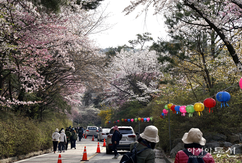 <충남 천안시, <strong>"겹벚꽃과 수양벚꽃이 흐드러지게 핀 천안 각원사 가는길</strong>"> 김광부 기자