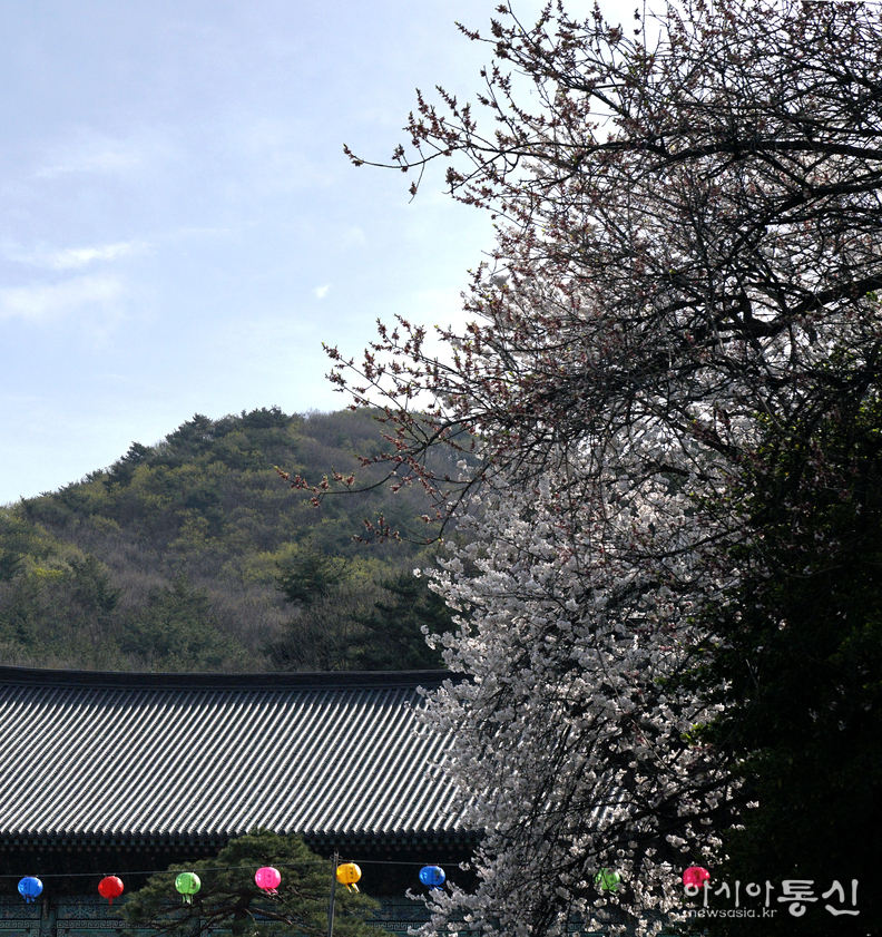 <충남 천안시, <strong>"겹벚꽃과 수양벚꽃이 흐드러지게 핀 천안 각원사</strong>"> 김광부 기자