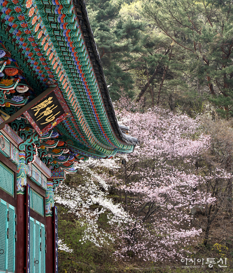 <충남 천안시, <strong>"겹벚꽃과 수양벚꽃이 흐드러지게 핀 천안 각원사</strong>"> 김광부 기자
