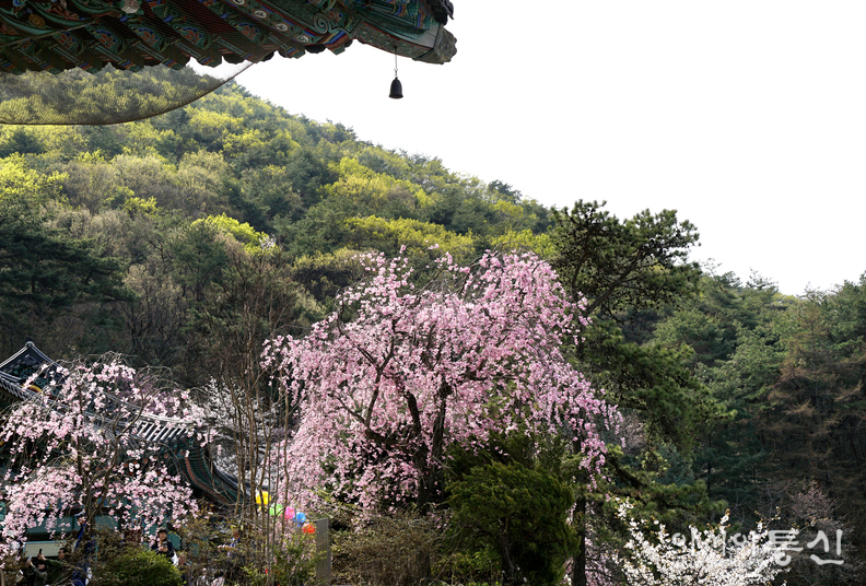<충남 천안시, <strong>"겹벚꽃과 수양벚꽃이 흐드러지게 핀 천안 각원사".</strong>> 김광부 기자