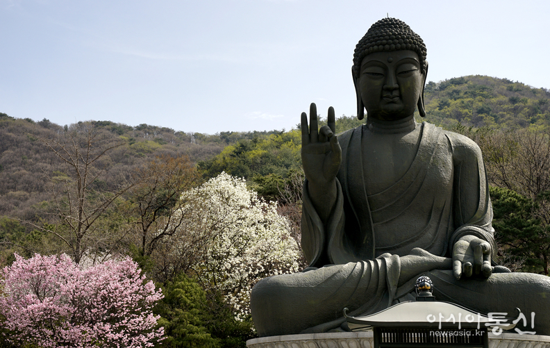 <충남 천안시,<strong> "천안 각원사 겹벚곷, 수양벚꽃 활짝(각원사 청동 대좌불)"</strong>> 김광부 기자