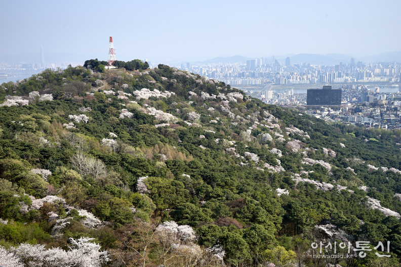 <서울시 중구, <strong>"남산 봄"</strong>> 김광부 기자