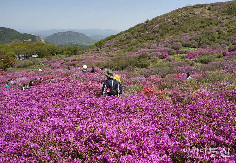 경남 합천군, <strong>"핑크 빛으로 물든 황매산 황매평전"</strong>