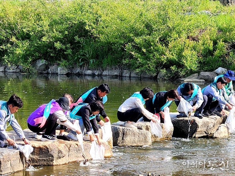 세계 환경의 날을 앞두고 7일 오후 안양시 공무원과 지역주민, 기업관계자 등이 안양천에 미꾸라지를 방류하고 있다.