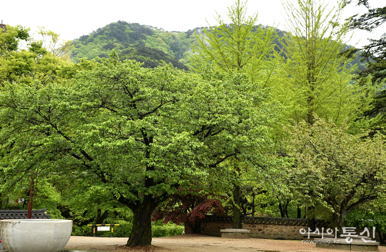 <충북 보은군, <strong>"고요와 평화의 숲길, '쉼'을 온전히 느낄수 있는 보은 속리산 법주사"</strong>> 김광부 기자