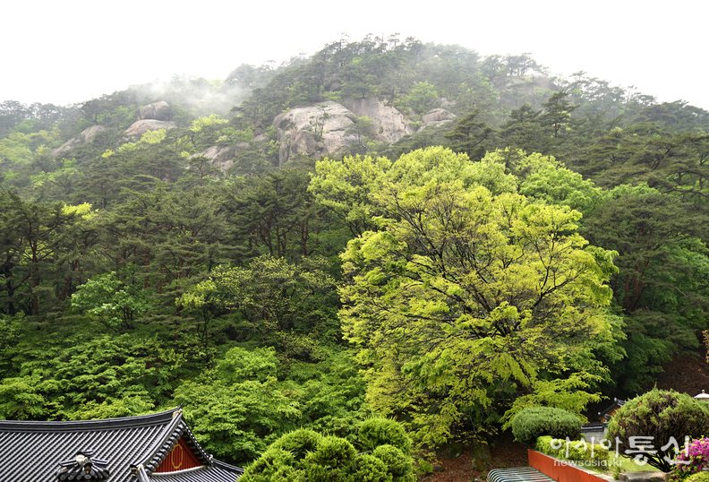 <충북 보은군, <strong>"마음을 내려놓고 자연과 함께 시간을 누릴수 있는 속리산 법주사의 산내 암자 탈골암"</strong>> 김광부 기자