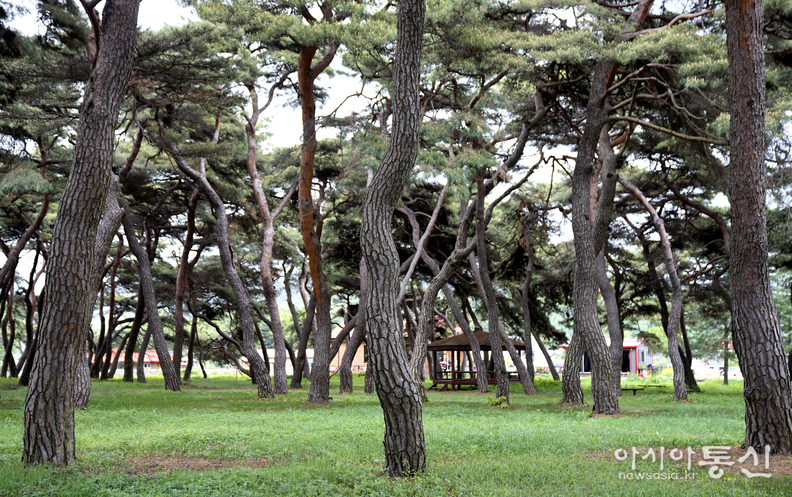 <충북 보은군<strong>, "보은 임화리 솔숲 공원 봄"</strong>> 김광부 기자