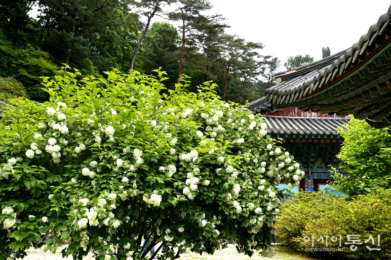 <강원도 홍천, <strong>"홍천 수타사 산소길, 공작산 생태숲 불두화 만개"</strong>> 