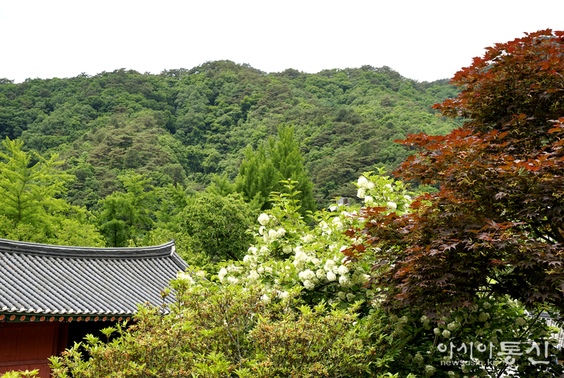 <강원도 홍천, <strong>"홍천 수타사 산소길, 공작산 생태숲 불두화 만개"</strong>> 