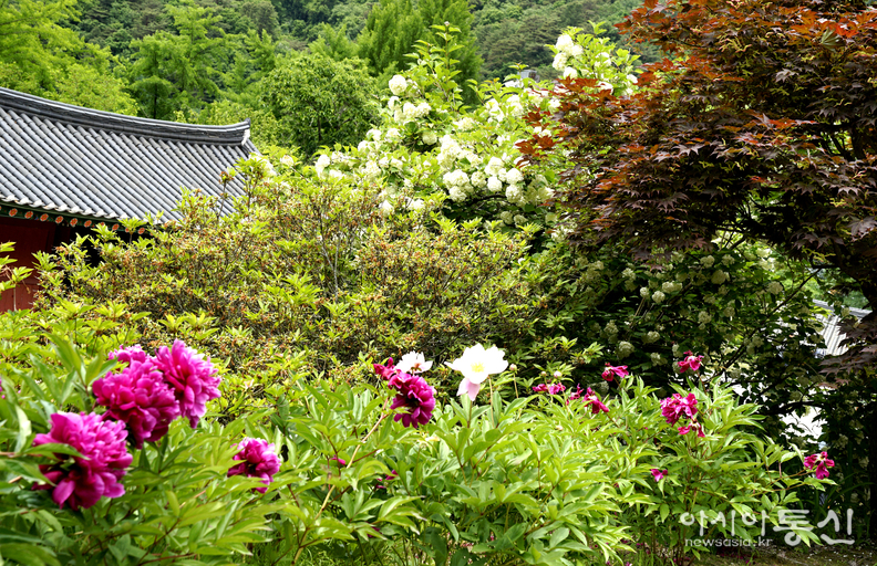 <강원도 홍천, <strong>"홍천 수타사 산소길, 공작산 생태숲 불두화 만개"</strong>> 