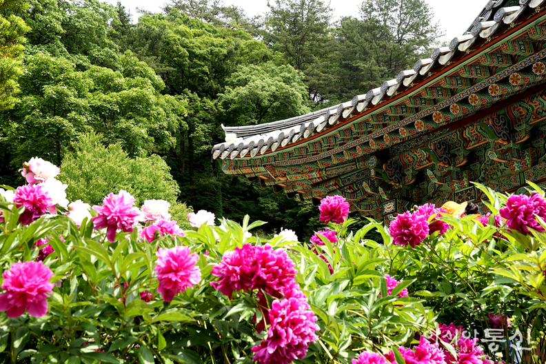 <강원도 홍천 공작산 수타사,<strong> "약용으로 쓰이는 수타사 작약꽃 & 부처님 머리를 닮은 불두화 활짝"</strong>> 김광부 기자