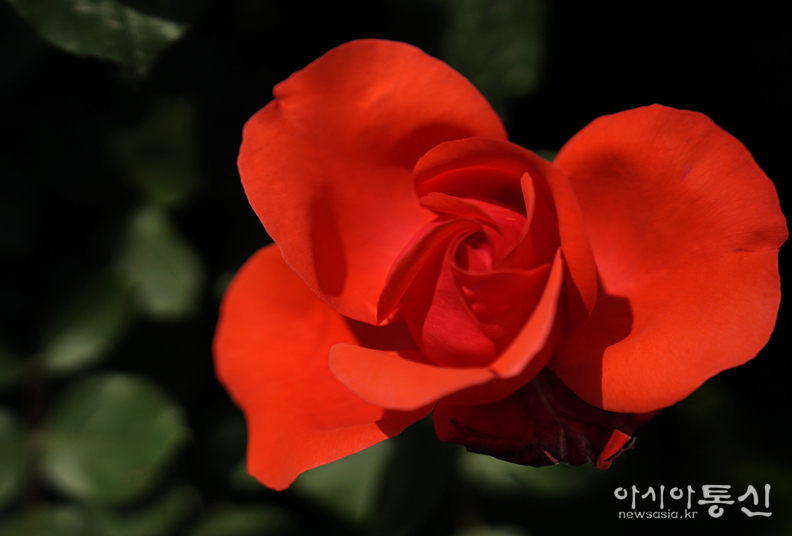 <서울시 중랑구, 중랑 서울장미축제, <strong>"5월의 여왕 "장미꽃" 그 빛깔과 향기로 우리의 마음을 유혹 한다"</strong>> 김광부 기자
