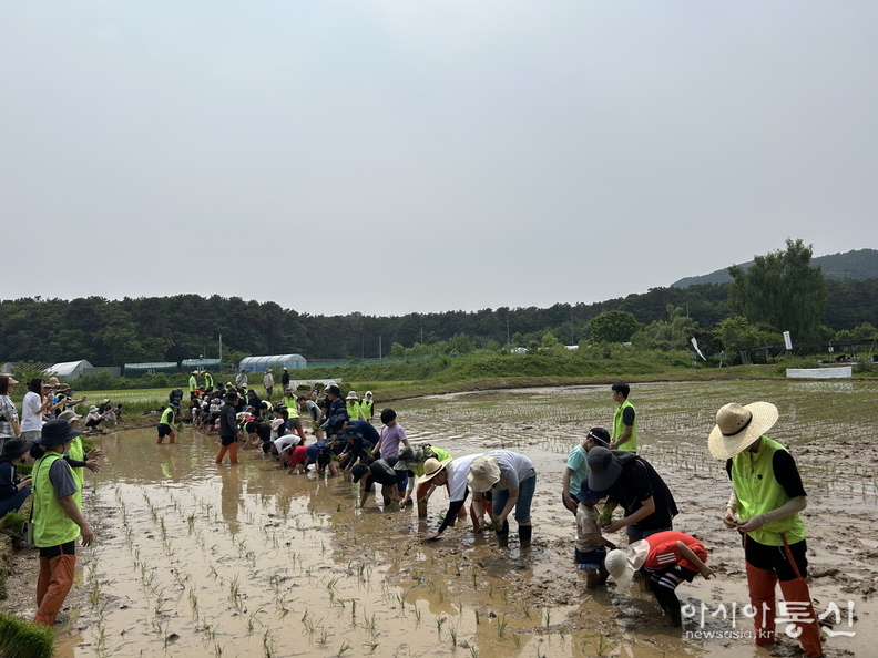 참가자들이 전통 모내기 체험을 하고 있다.