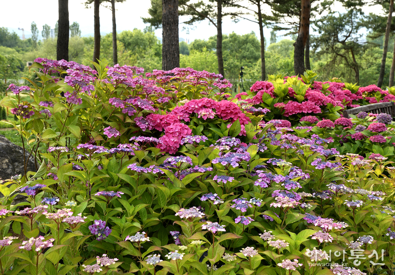 <경기도 가평군,<strong> "자라섬 꽃 페스타(수국)"</strong>> 김광부 기자