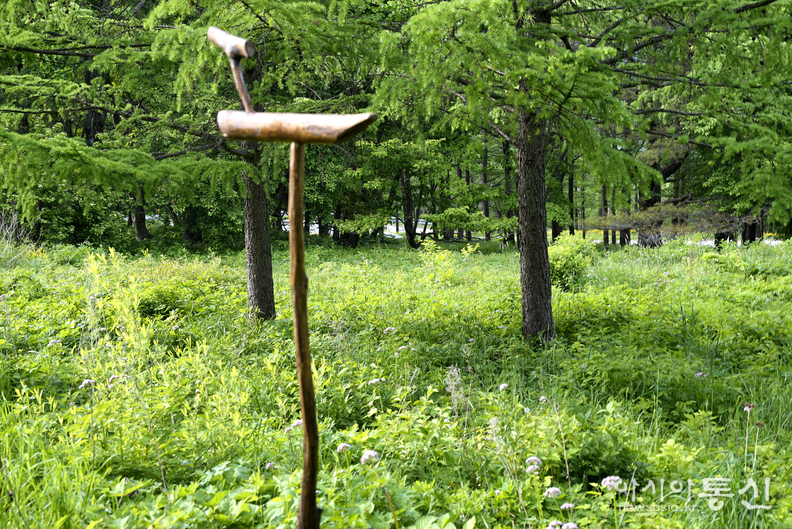<강원도 정선, <strong>"천상의 화원 만항재, 야생화 하늘 공원"</strong>> 김광부 기자