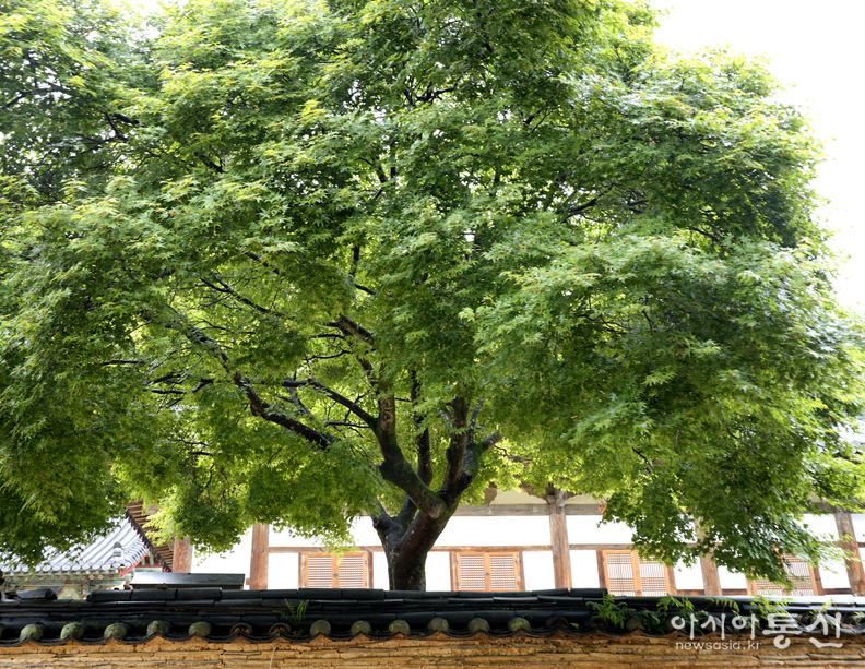 <충남 공주시, <strong>"세계유네스코 등재, 마곡사 여름"</strong>> 김광부 기자