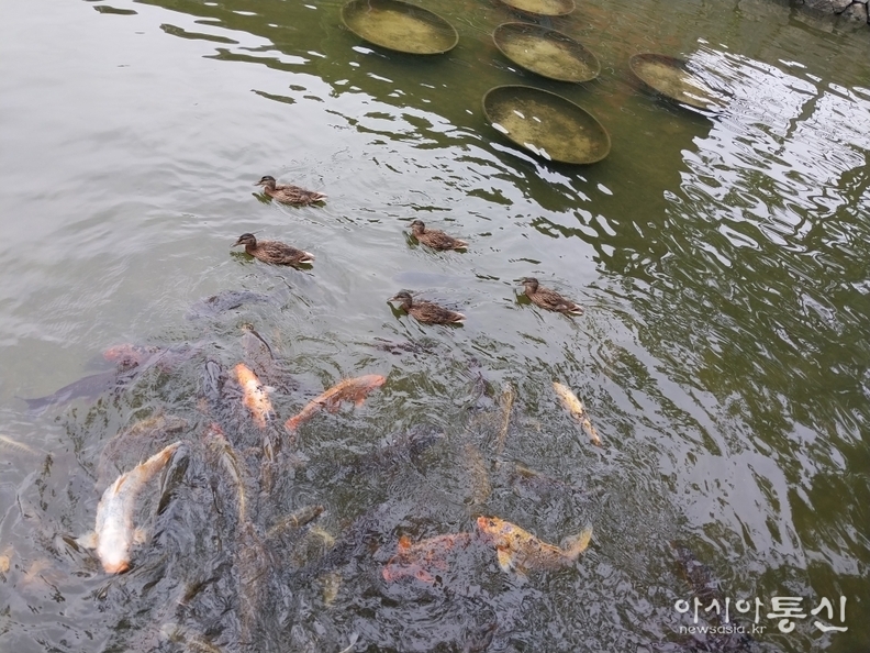 <서울시 중구, <strong>"남산골한옥마을 비단잉어 & 오리가족 망중한"</strong>> 김광부 기자