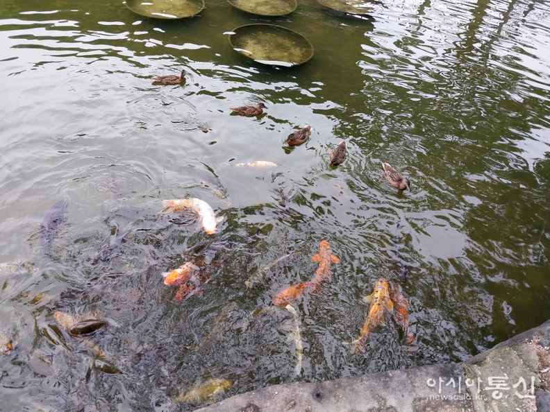 <서울시 중구, <strong>"남산골한옥마을 비단잉어 & 오리가족 망중한"</strong>> 김광부 기자