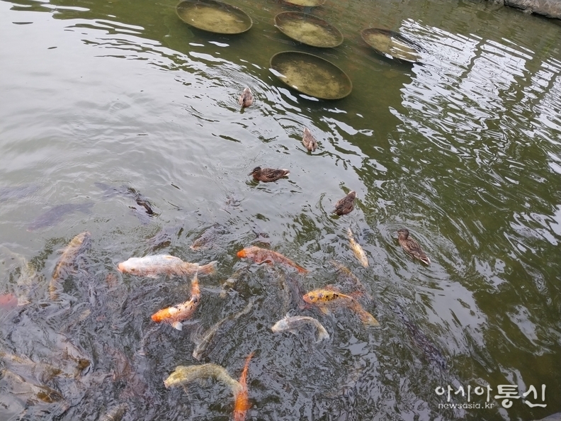 <서울시 중구, <strong>"남산골한옥마을 비단잉어 & 오리가족 망중한"</strong>> 김광부 기자