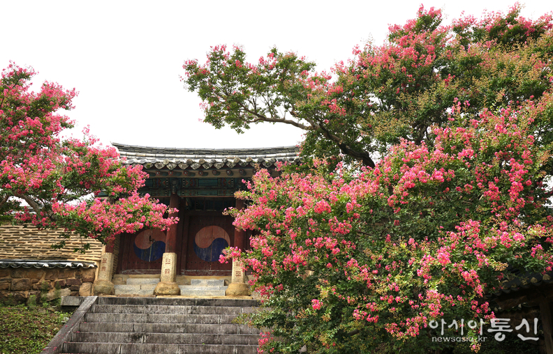 <경북 안동시 병산서원 배롱나무꽃, <strong>"사적 제260호로 지정, 유네스코 세계유산에 등재된 서원(서애 류성룡 선생의 혼이 깃든 병산서원)"</strong>> 김광부 기자