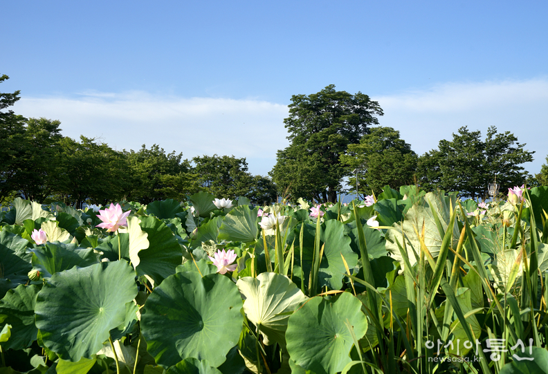 <경기도 양평군 양서면,<strong> "북한강과 남한강이 서로 만나는 합수지점 두물머리 여름"</strong>> 김광부 기자