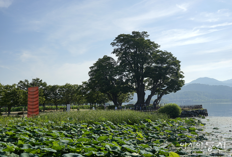 <경기도 양평군 양서면,<strong> "북한강과 남한강이 서로 만나는 합수지점 두물머리 여름"</strong>> 김광부 기자