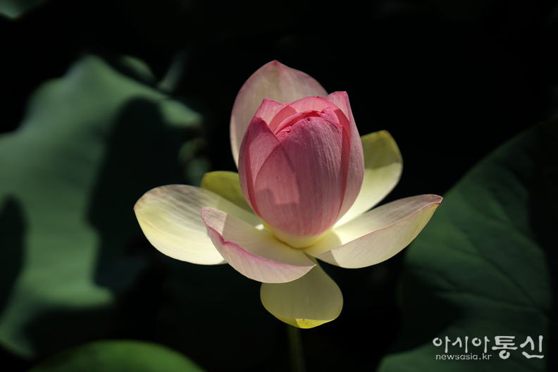 <경기도 양평군 양서면, <strong>"팔당호가 삼면에 둘러싸인, 대한민국 대표 물과 꽃의정원 세미원(연꽃)"</strong>> 김광부 기자
