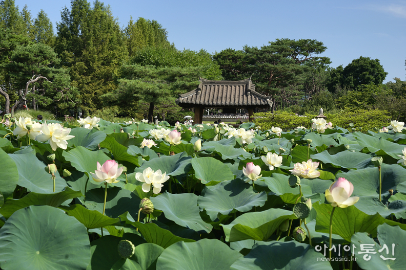 <경기도 양평군 양서면, <strong>"팔당호가 삼면에 둘러싸인, 대한민국 대표 물과 꽃의정원 세미원(연꽃)"</strong>> 김광부 기자