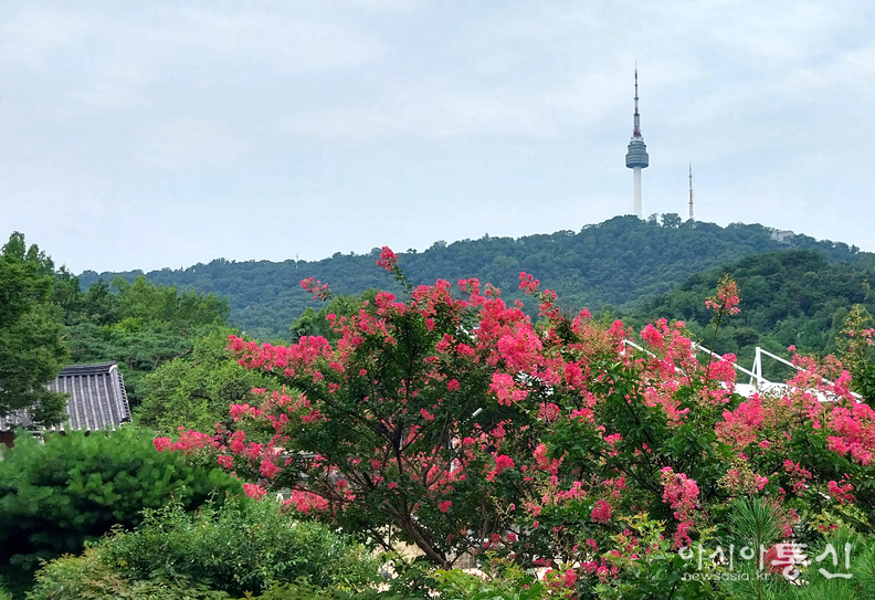 <서울시 중구 퇴계로, <strong>"남산골한옥마을 배롱나무꽃"></strong> 김광부 기자