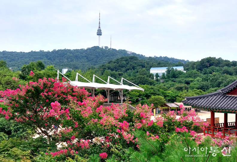 <서울시 중구 퇴계로, <strong>"남산골한옥마을 배롱나무꽃"></strong> 김광부 기자