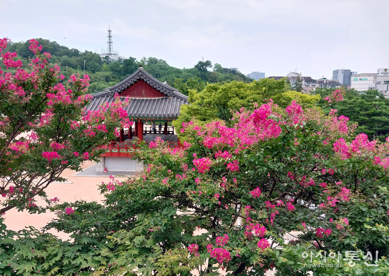 <서울시 중구 퇴계로, <strong>"남산골한옥마을 배롱나무꽃"></strong> 김광부 기자