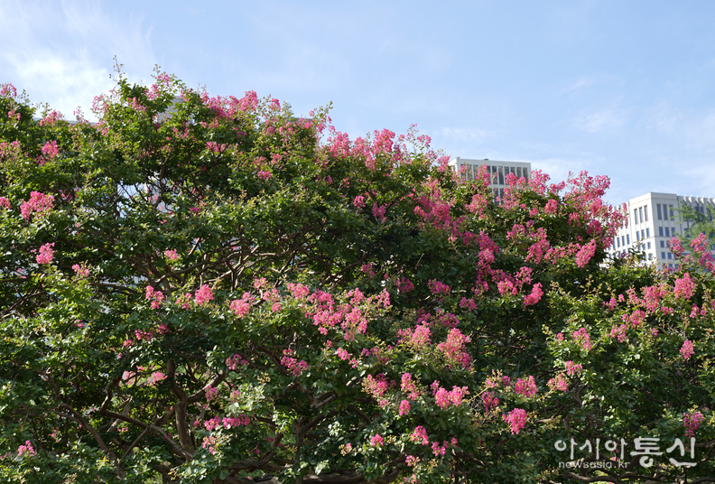 <서울시 종로구 세종대로 99, <strong>"이국적인 석조전 앞에서 만나는 100일의 낭만 덕수궁 배롱나무꽃"</strong>> 김광부 기자