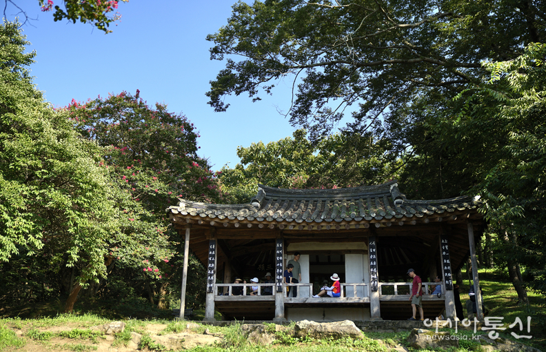 <전라남도 담양군 담양읍, <strong>"명옥현원림 배롱나무꽃</strong>"> 김광부 기자