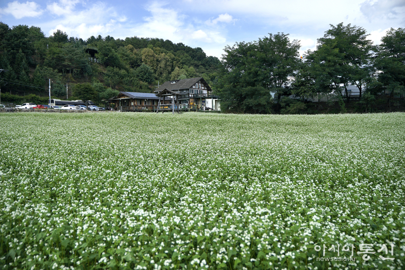 <강원도 평창군 봉평,<strong> "이효석 선생의 대표작 '메밀꽃 필 무렵'의 배경지이자 소설 속 한 장면처럼 하얗게 물든 봉평 메밀꽃밭"</strong>> 김광부 기자