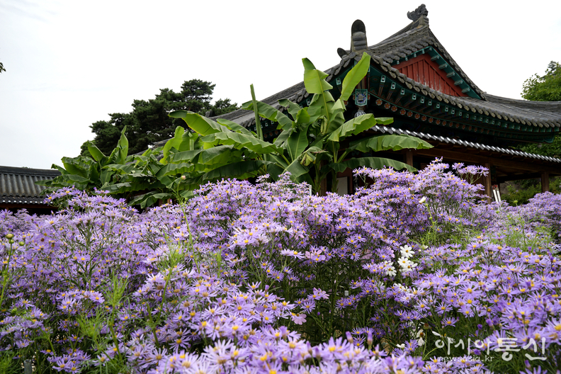 <경상북도 문경,<strong> "은보라빛으로 물든 문경 월방산 봉천사 개미취꽃"</strong>> 김광부 기자