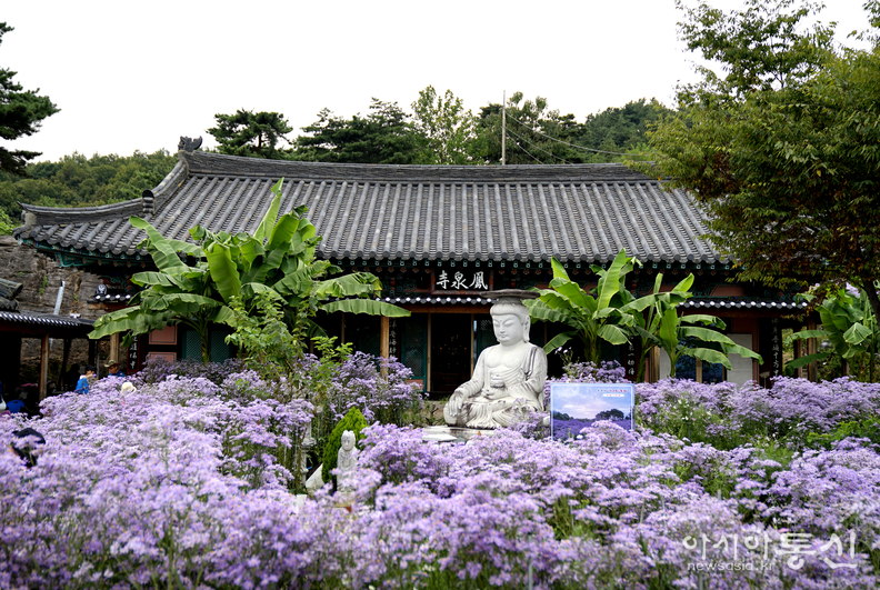 <경상북도 문경,<strong> "은보라빛으로 물든 문경 월방산 봉천사 개미취꽃"</strong>> 김광부 기자