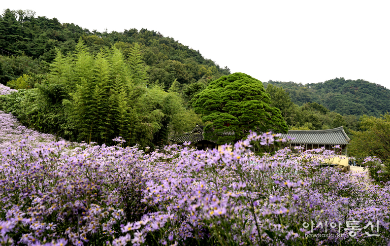 <경상북도 문경,<strong> "은보라빛으로 물든 문경 월방산 봉천사 개미취꽃"</strong>> 김광부 기자