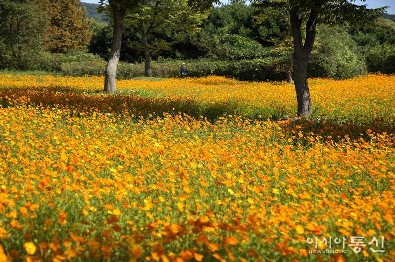 <경기도 남양주시 조안면, <strong>"가을 꽃길, 물길 따라 유유 자적 물의정원 산책(황금물결 황화코스모스)"</strong>> 김광부 기자, 