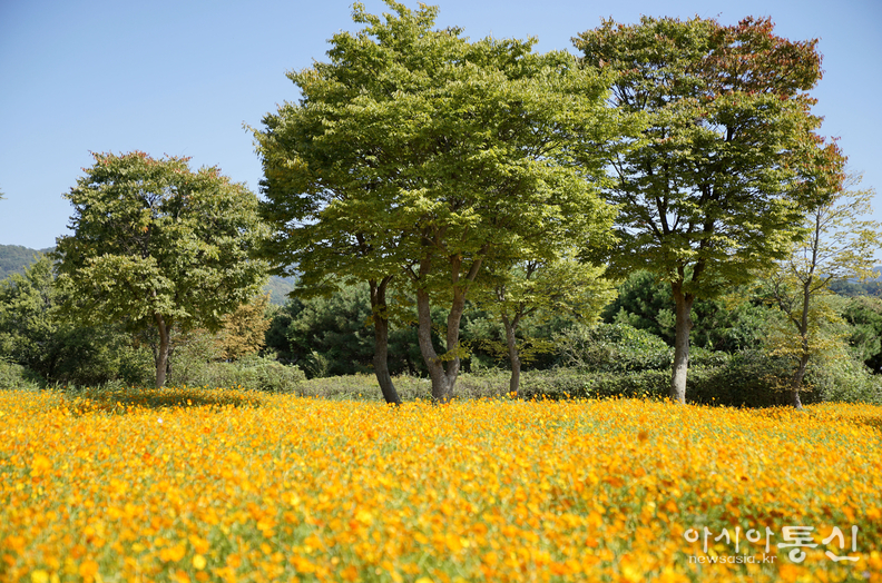 <경기도 남양주시 조안면, <strong>"가을 꽃길, 물길 따라 유유 자적 물의정원 산책(황금물결 황화코스모스)"</strong>> 김광부 기자, 