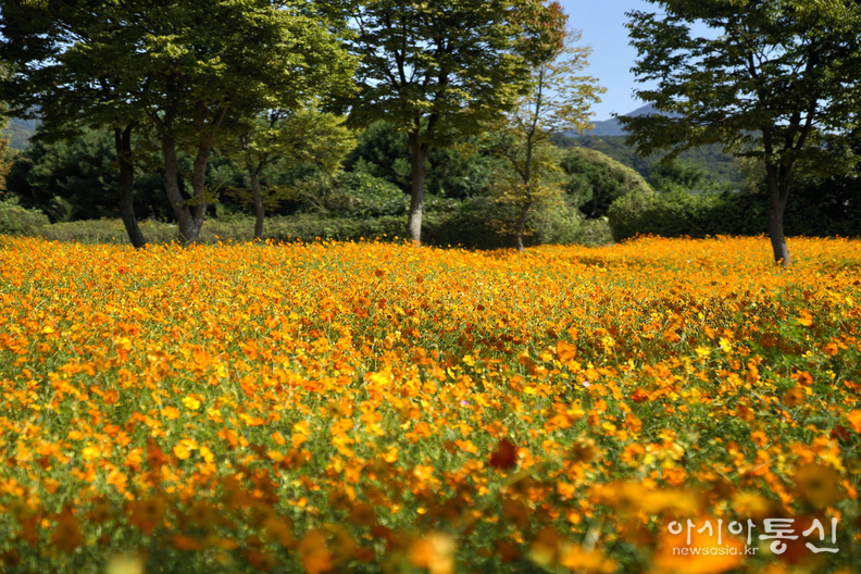 <경기도 남양주시 조안면, <strong>"가을 꽃길, 물길 따라 유유 자적 물의정원 산책(황금물결 황화코스모스)"</strong>> 김광부 기자, 